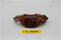 藏品(中型東方蟹)的圖片